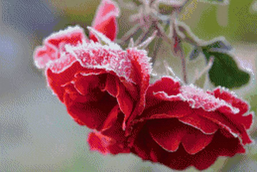 Розы - цветы, розы, снег - предпросмотр