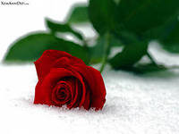 роза на снегу - цветы - оригинал