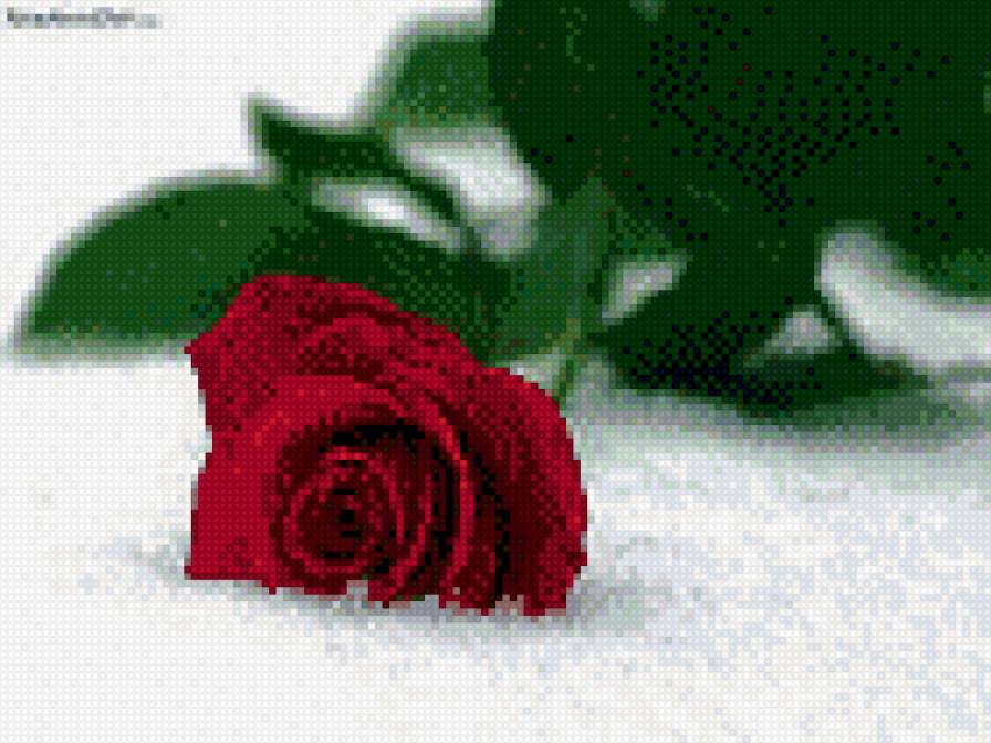 роза на снегу - цветы - предпросмотр