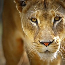 Схема вышивки «№507097»