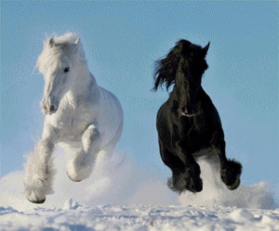 Лошади - галоп, конь, лошадь, черное, белое - предпросмотр
