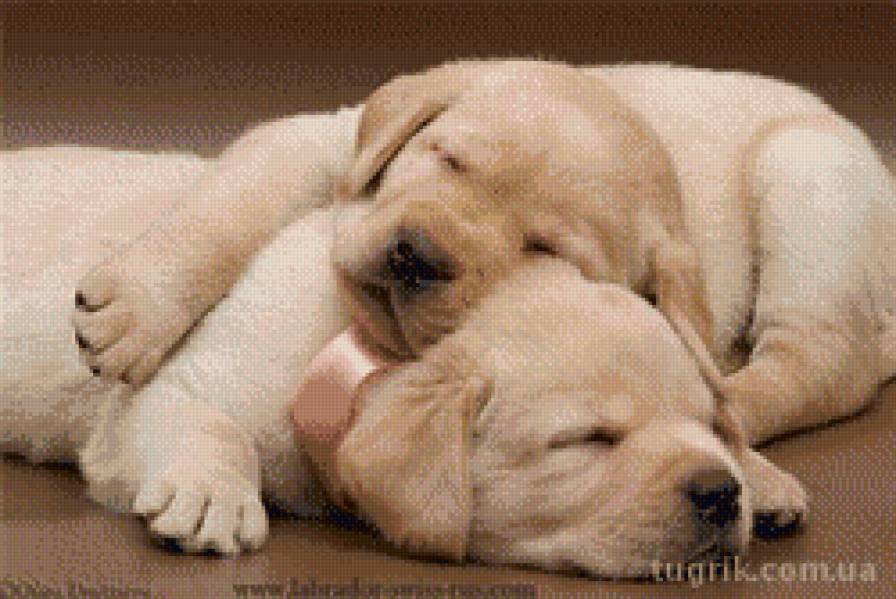 щенки лабрадора - щенки, собаки - предпросмотр