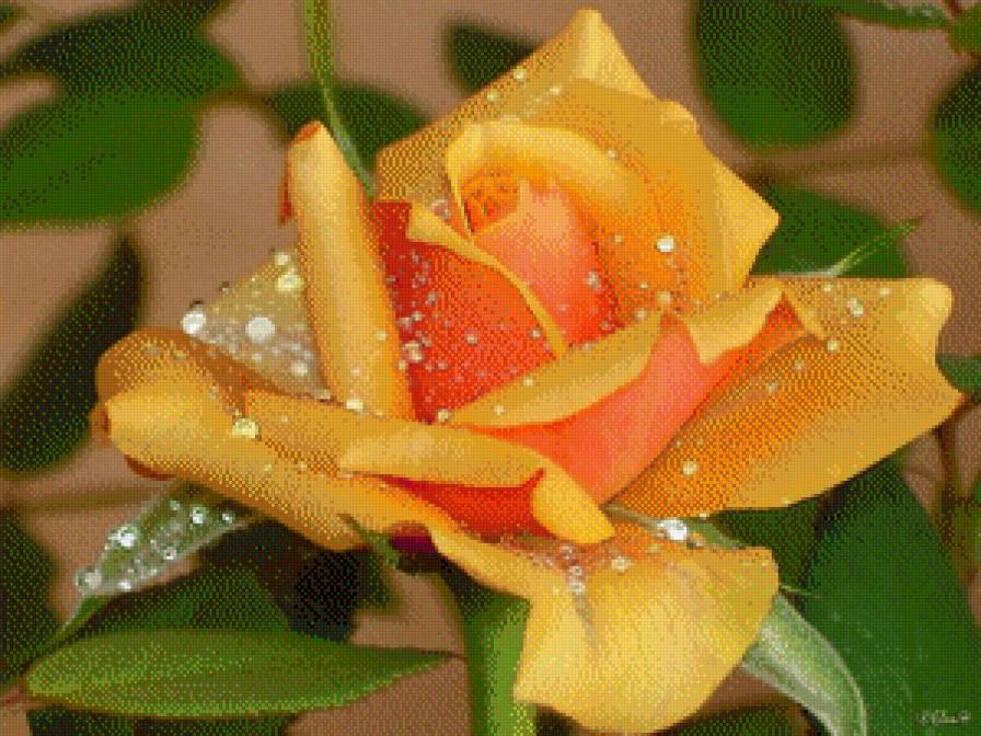 Розочка - природа, цветы - предпросмотр