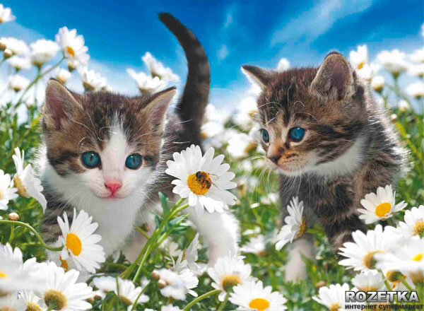 В ромашках... - животные, цветы - оригинал
