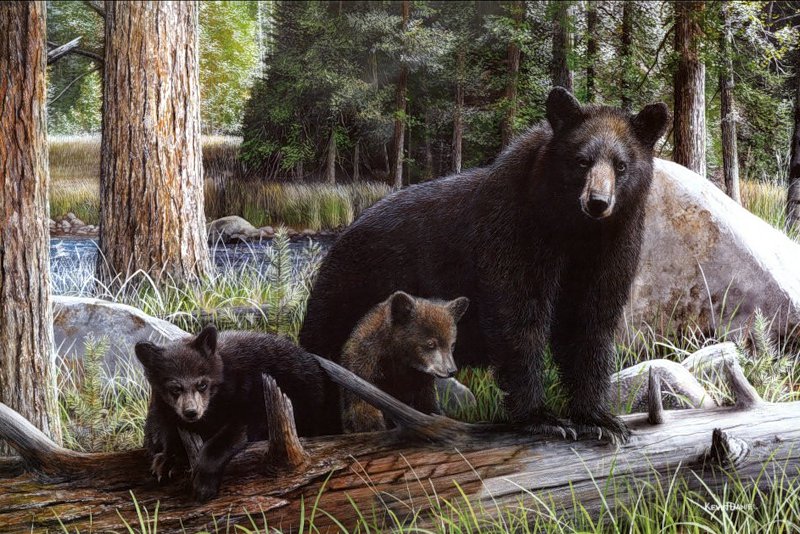 Серия "Медведи" - лес, животные, пейзаж, медведи, лето - оригинал