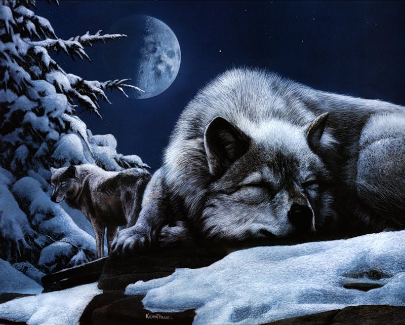Серия "Волки" - пейзаж, волки, зима, снег, животные - оригинал