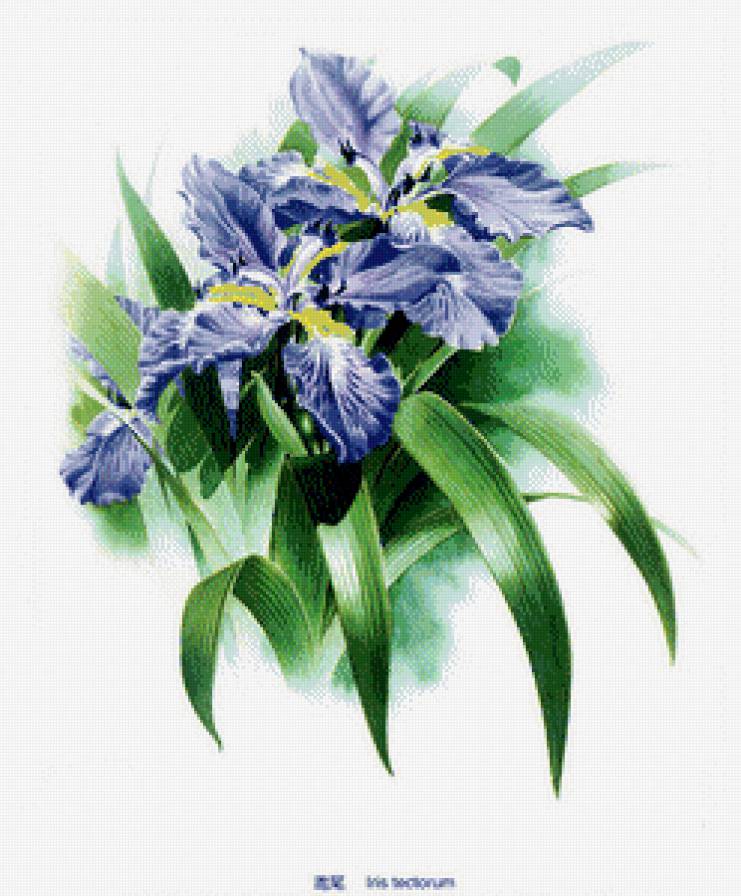 Ирисы - цветы - предпросмотр