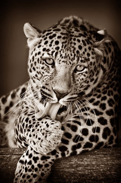 леопард - леопард, кошка, гепард, лео, хищник - оригинал