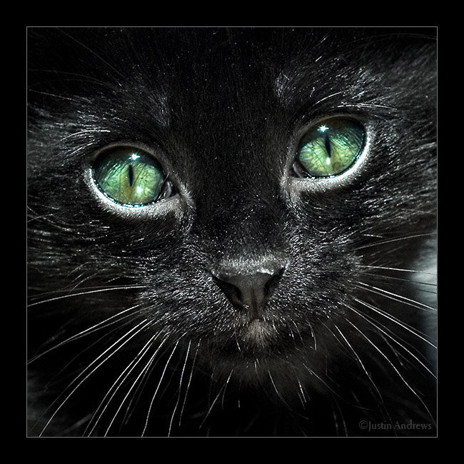 Котенок - кот, котенок, черный кот - оригинал