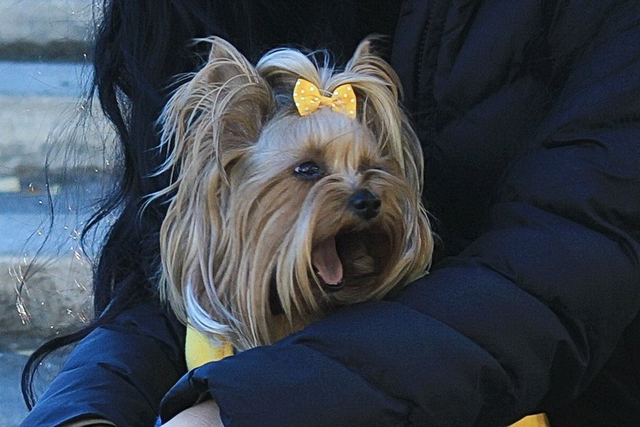 Йорк - йоркширский терьер, собака - оригинал