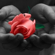 Схема вышивки «роза в руках»