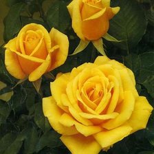Оригинал схемы вышивки «Розы желтые» (№507912)
