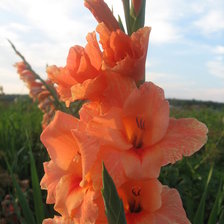 гладиолус