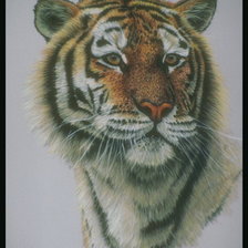 Оригинал схемы вышивки «тигр» (№508005)