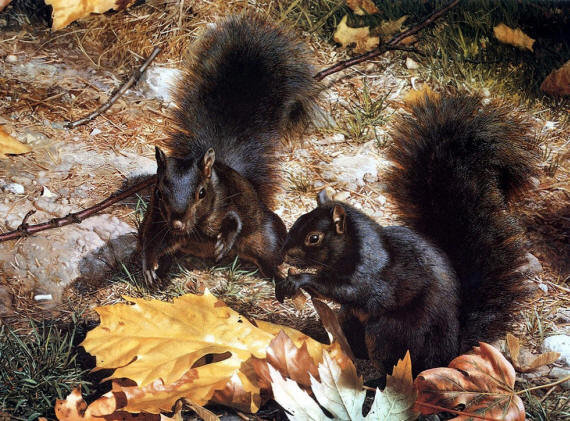 белочки - оригинал