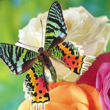 Оригинал схемы вышивки «бабочка на розах» (№508051)