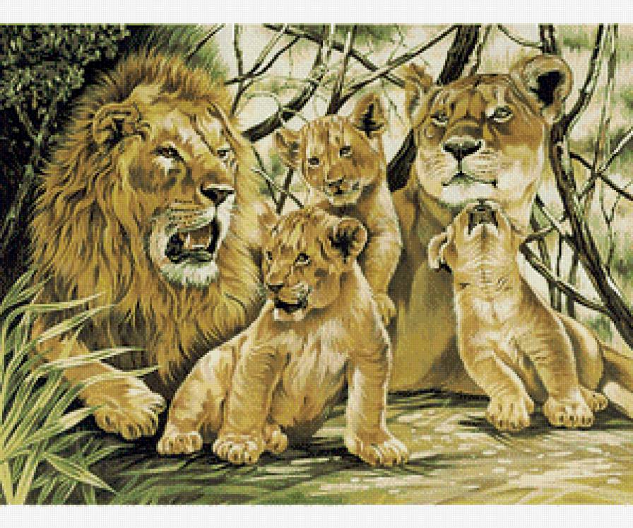 Львы. - львы., львиная семья - предпросмотр