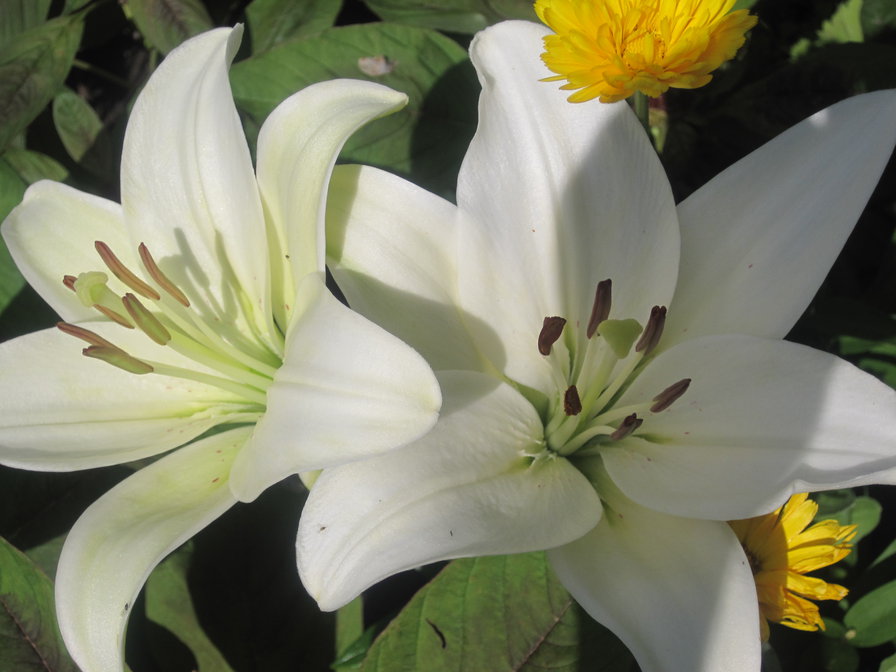 Белые лилии - оригинал