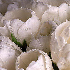 Оригинал схемы вышивки «Белые тюльпаны» (№508306)