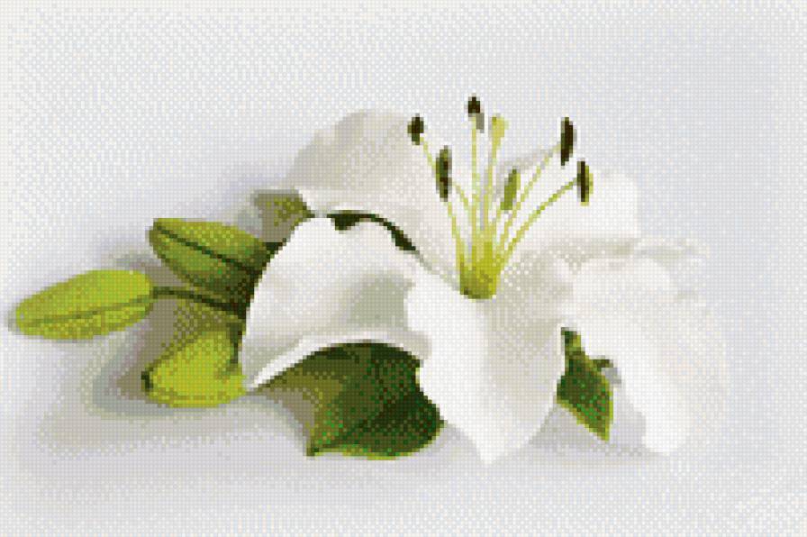 Белая лилия - лилия, цветы - предпросмотр