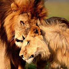 Схема вышивки «львы 3»