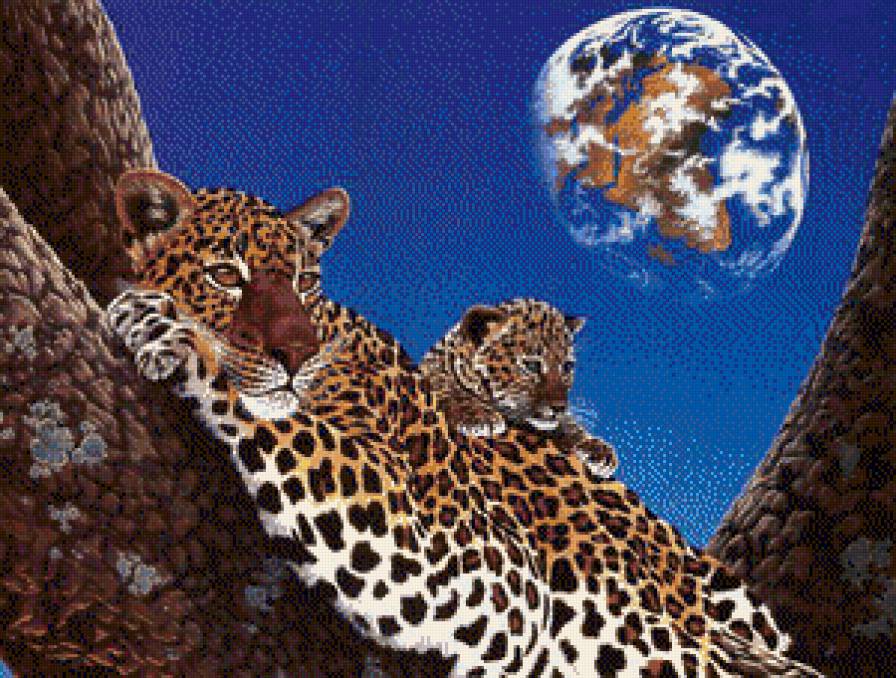 Гепарды - гепард, гепарды - предпросмотр