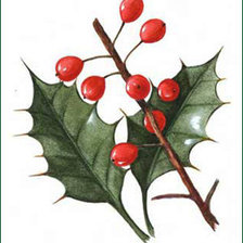 Схема вышивки «Ветка остролиста»