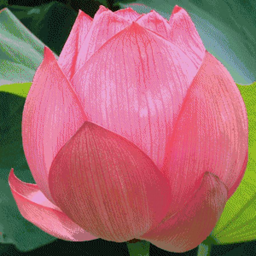 цветок лотоса - цветы - предпросмотр