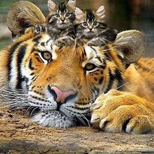 тигр и котята
