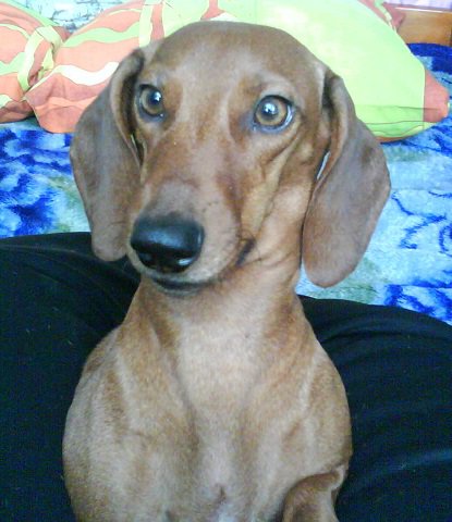 бастюшка - оригинал