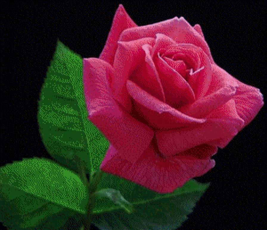 розовая роза - красота, цветы - предпросмотр