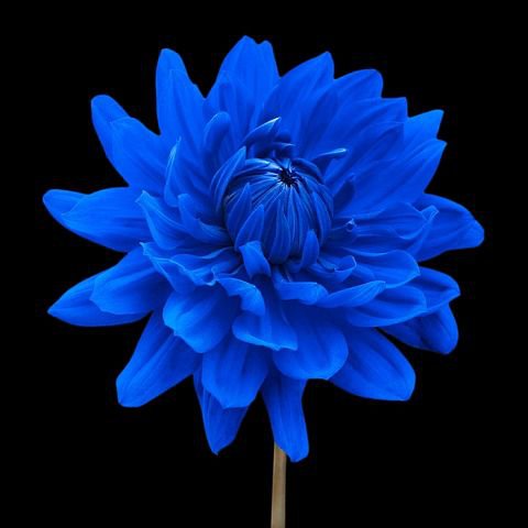 голубой георгин - цветы, красота - оригинал