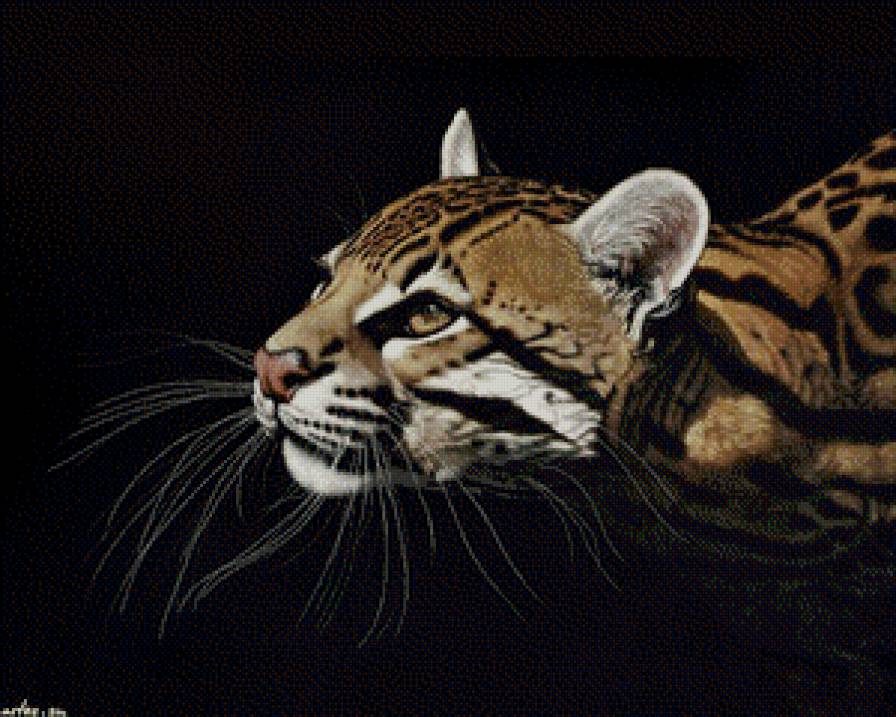 киса - гепард, кугуар, леопард - предпросмотр