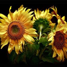 Схема вышивки «Подсолнухи»