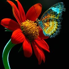 Оригинал схемы вышивки «Бабочка на цветке» (№508785)