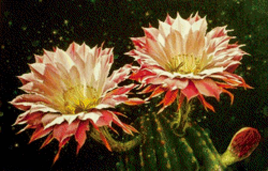 цветущий кактус - цветы, живопись - предпросмотр