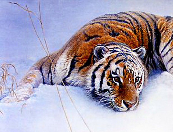 В снегу часть 1 - живопись, зима, тигр, хищник - оригинал