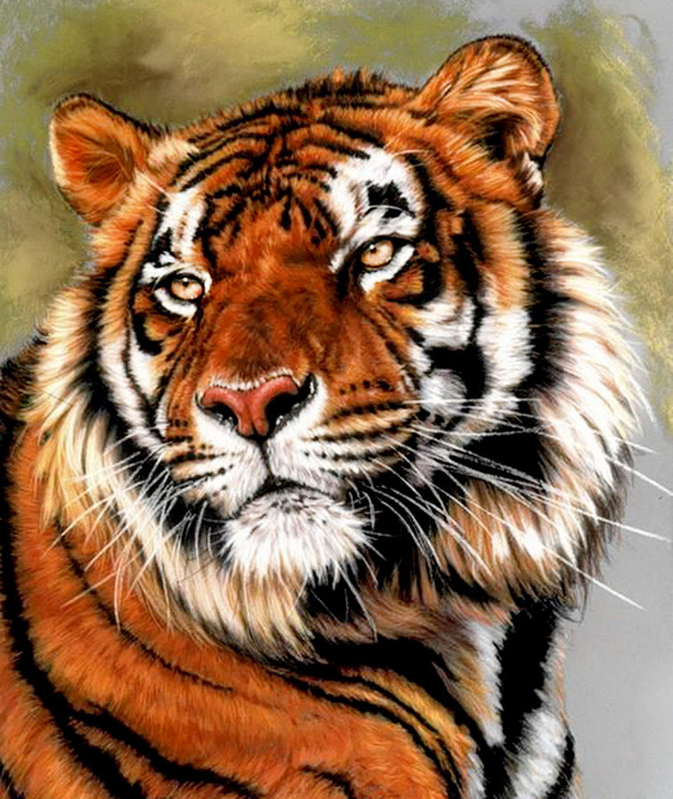 тигр - взгляд, хищник, живопись, портрет - оригинал