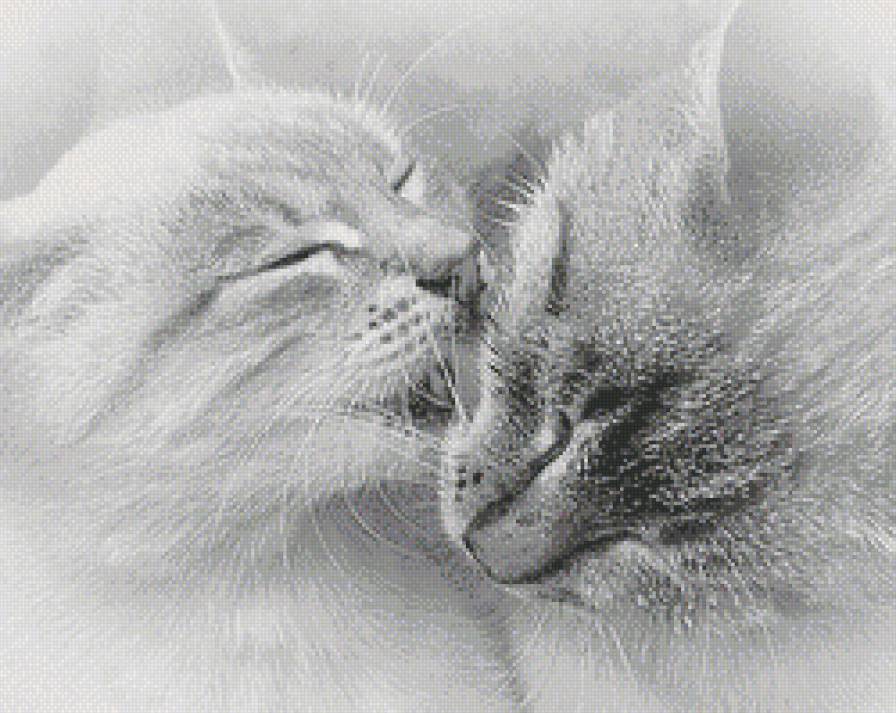 Обожаю с двумя. Коты любовь. Влюбленные кошки. Котики обнимаются. Кошачьи нежности.