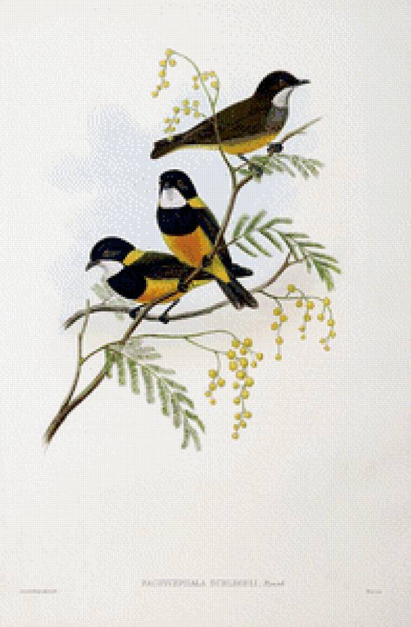 Серия "Птички-невелички" - птицы, мимоза, цветы - предпросмотр