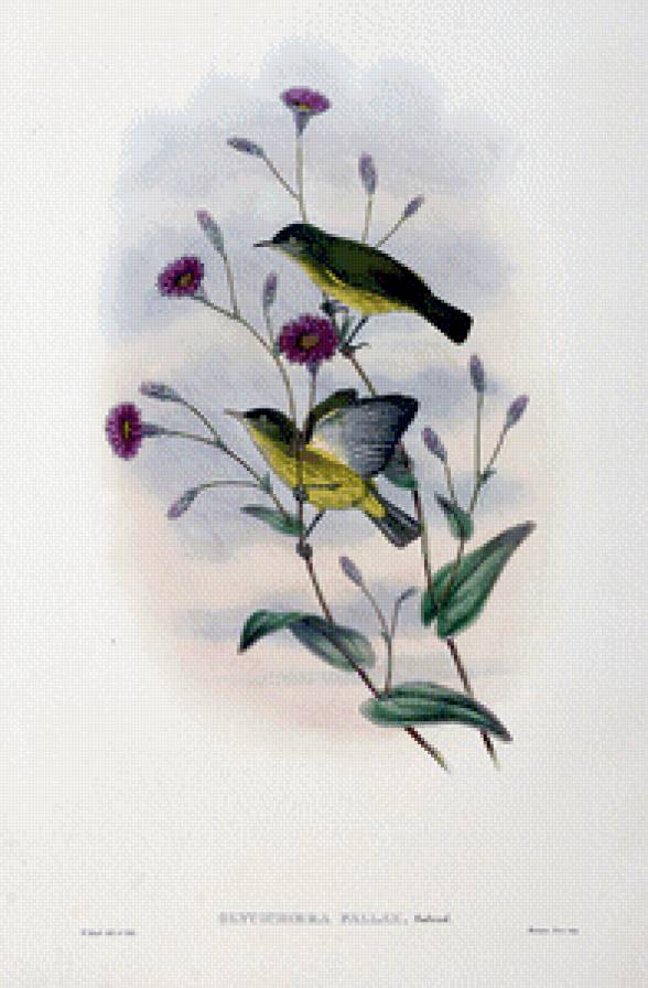 Серия "Птички-невелички" - цветы, птицы - предпросмотр