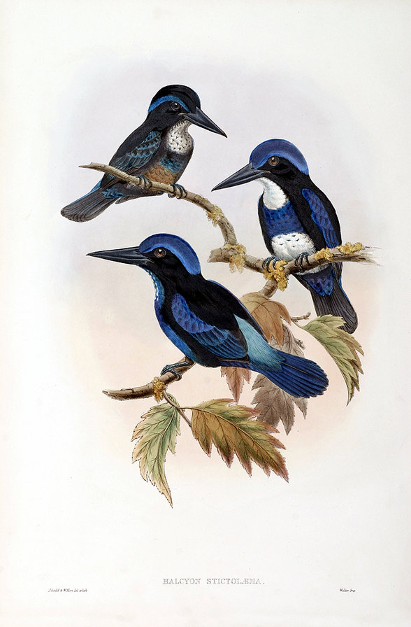 Серия "Птички-невелички" - птицы, осень - оригинал