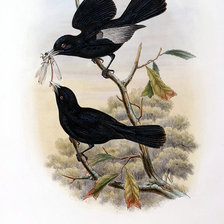 Схема вышивки «Серия "Птички-невелички"»