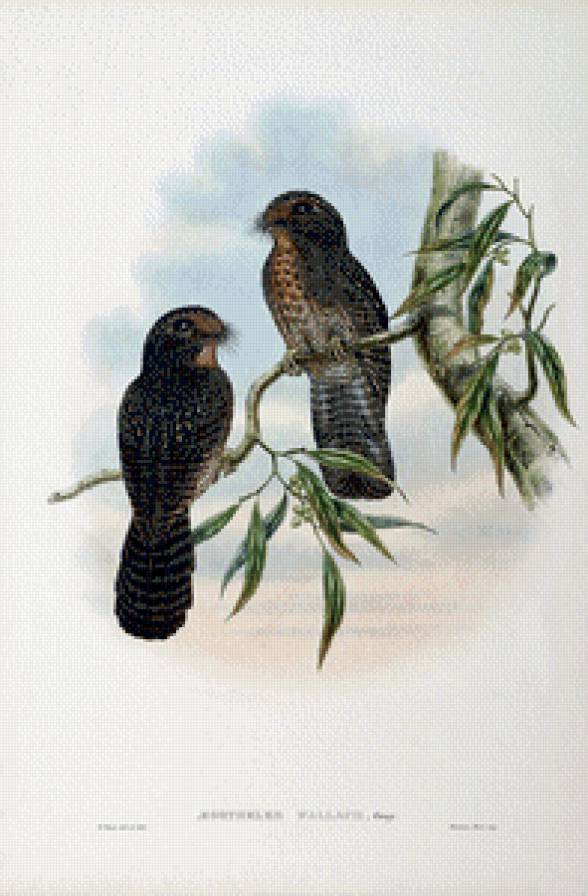 Серия "Птички-невелички" - птицы, пейзаж, соколы - предпросмотр