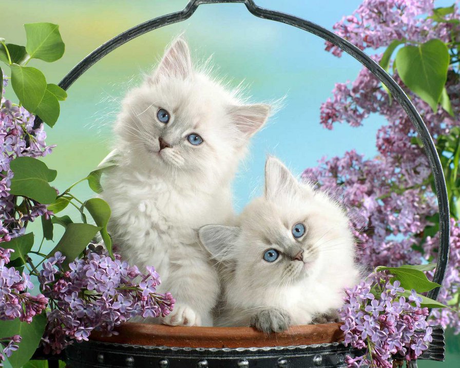 №509270 - оригинал