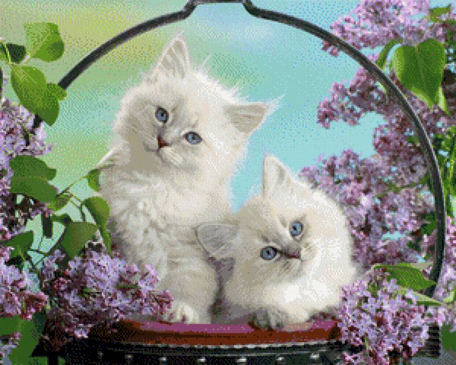 №509270 - предпросмотр