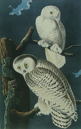 Совы - пейзаж, птицы, совы - оригинал