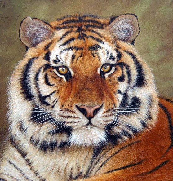 тигр - животные, тигры, большие кошки - оригинал
