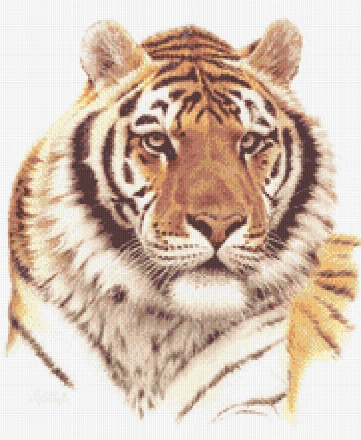 тигр - животные, большие кошки, тигры - предпросмотр