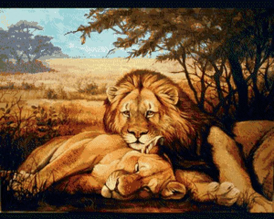 Пара львов - животные, царь зверей, дикие животные, львица, лев, коты, пара - предпросмотр